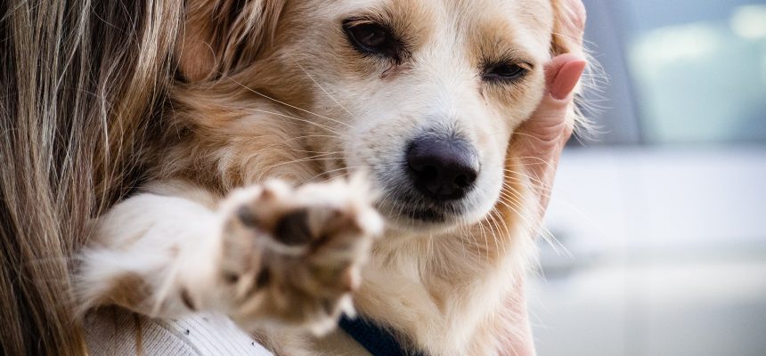 I Seminário em Intervenção Assistida por Animais